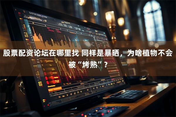股票配资论坛在哪里找 同样是暴晒，为啥植物不会被“烤熟”？