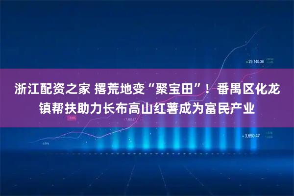 浙江配资之家 撂荒地变“聚宝田”！番禺区化龙镇帮扶助力长布高山红薯成为富民产业